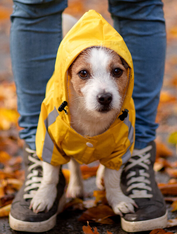 dog in yellow rain jacket standing on shoes